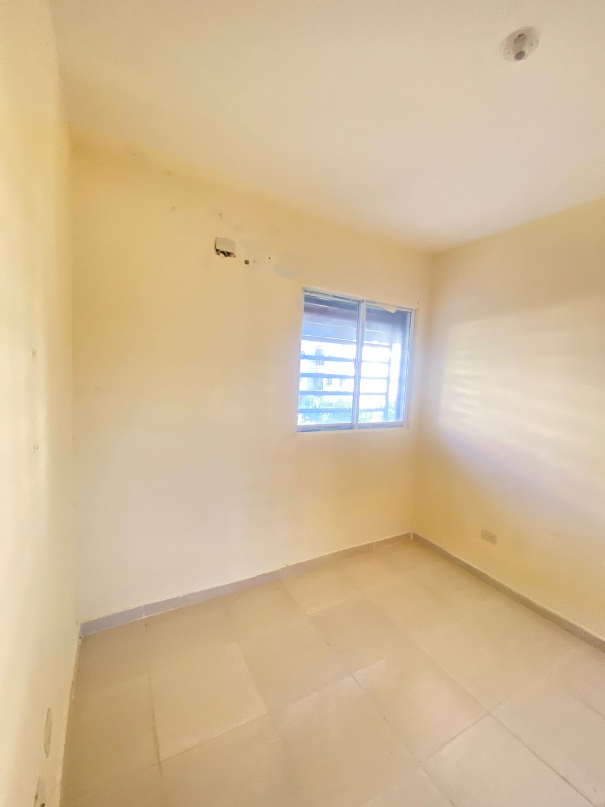 Labrador San isidro 5